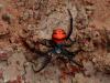 Latrodectus elegans
